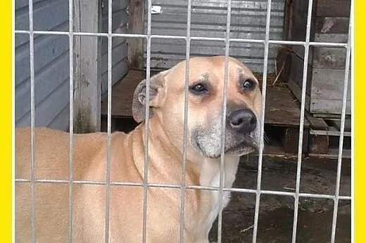 PILNE!Marznie w schronisku,łagodna suka amstaff,AS