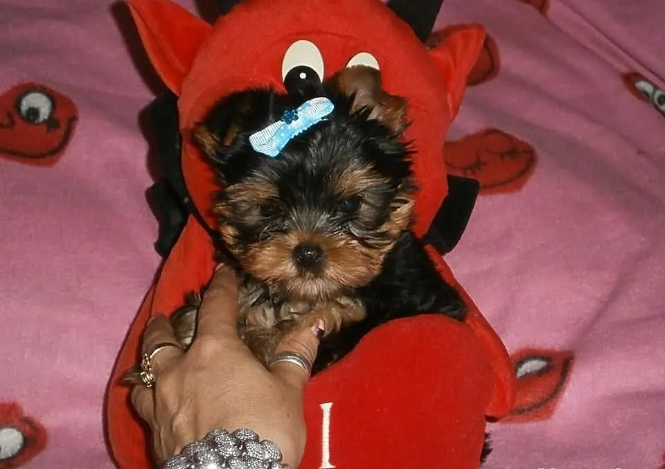 Yorkshire terrier yorki york