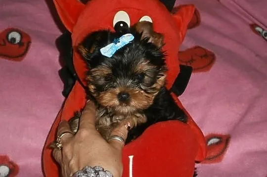 Yorkshire terrier yorki york