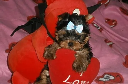 Yorkshire terrier yorki york