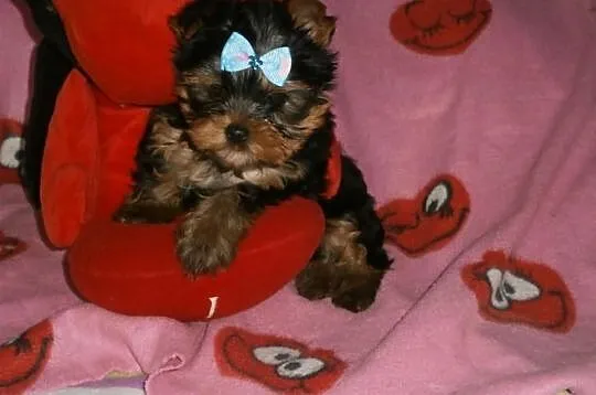 Yorkshire terrier yorki york