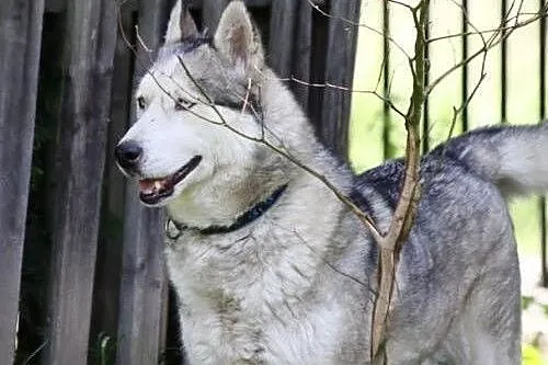 KUSKO- energiczny, inteligentny pies husky adopcja