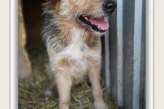 TERO,3lata,średni,łagodny piesek,terier mix.ADOPCJA, Małopolskie, Kraków