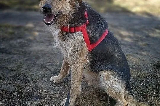 TERO,3lata,średni,łagodny piesek,terier mix.ADOPCJA, Małopolskie, Kraków