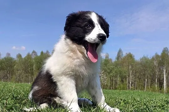 Piękna Rasowa Suczka Border Collie - XINDI z pełną dok. z hodowli do odbior, Podkarpackie, Iwonicz