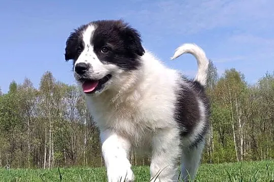 Piękna Rasowa Suczka Border Collie - XINDI z pełną dok. z hodowli do odbior, Podkarpackie, Iwonicz