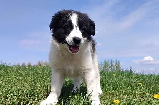 Piękna Rasowa Suczka Border Collie - XINDI z pełną dok. z hodowli do odbior, Podkarpackie, Iwonicz