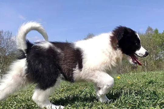 Piękna Rasowa Suczka Border Collie - XINDI z pełną dok. z hodowli do odbior, Podkarpackie, Iwonicz