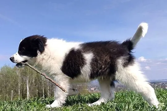 Piękna Rasowa Suczka Border Collie - XINDI z pełną dok. z hodowli do odbior, Podkarpackie, Iwonicz