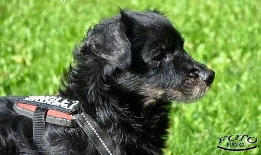 Fifi sunia w średnim wieku czeka na kochający dom!