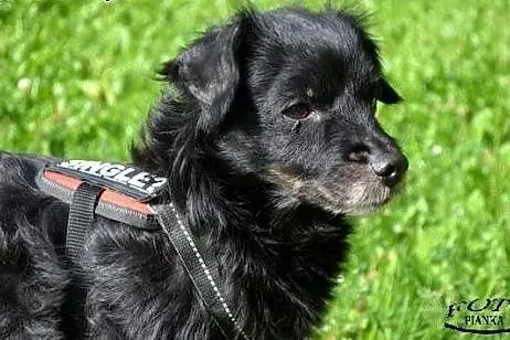 Fifi sunia w średnim wieku czeka na kochający dom!