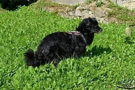 Fifi sunia w średnim wieku czeka na kochający dom!