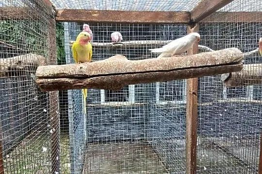 Papugi różne, Kujawsko-pomorskie, Barcin