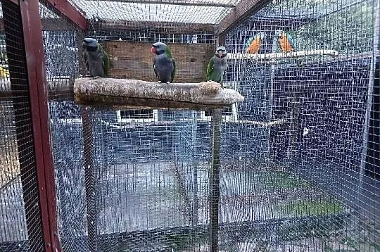 Papugi różne, Kujawsko-pomorskie, Barcin
