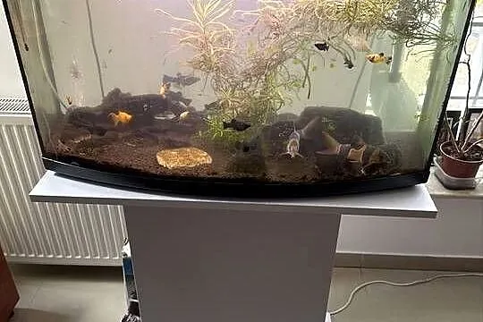 Akwarjum 105 L  i  25L z rybami, Mazowieckie, Warszawa