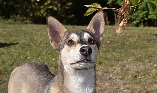 Bajka, szczeniak mix husky szuka domu, małopolski