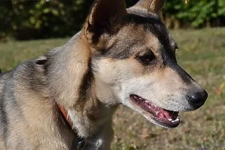 Bajka, szczeniak mix husky szuka domu,  małopolski
