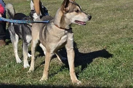 Bajka, szczeniak mix husky szuka domu,  małopolski
