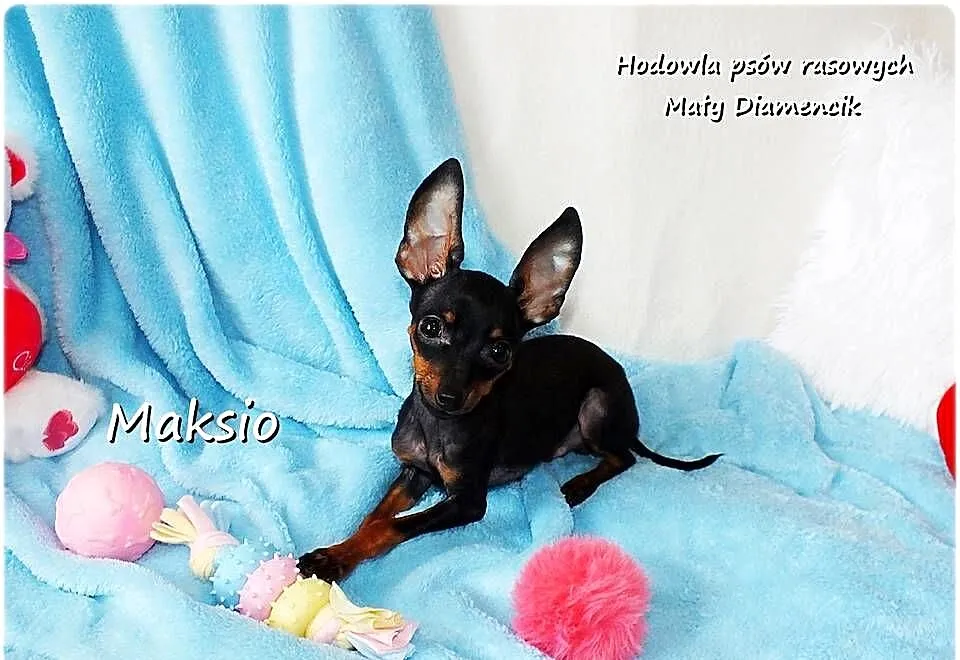 Pinczer miniaturowy (Ratlerek) mały piesek Maksio z Rodowodem i wyprawką, Lubuskie, Żary