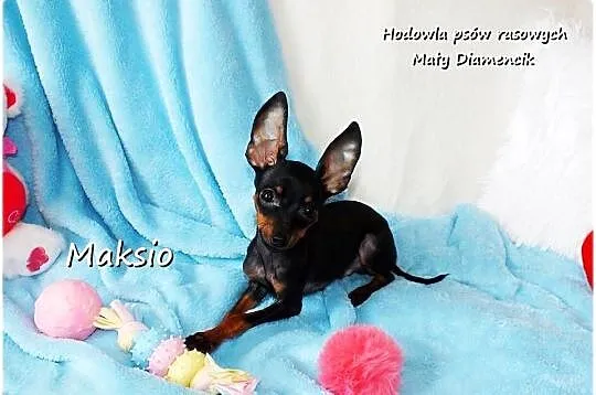 Pinczer miniaturowy (Ratlerek) mały piesek Maksio z Rodowodem i wyprawką, Lubuskie, Żary