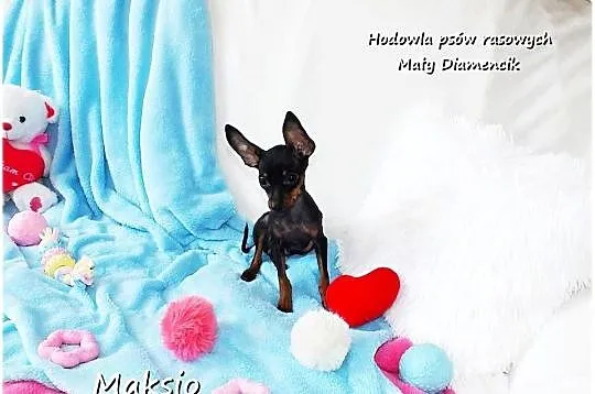 Pinczer miniaturowy (Ratlerek) mały piesek Maksio z Rodowodem i wyprawką, Lubuskie, Żary