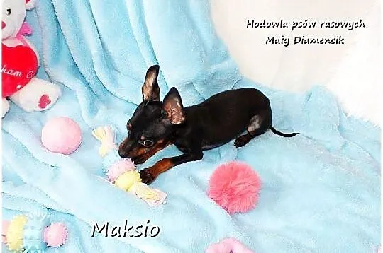Pinczer miniaturowy (Ratlerek) mały piesek Maksio z Rodowodem i wyprawką, Lubuskie, Żary