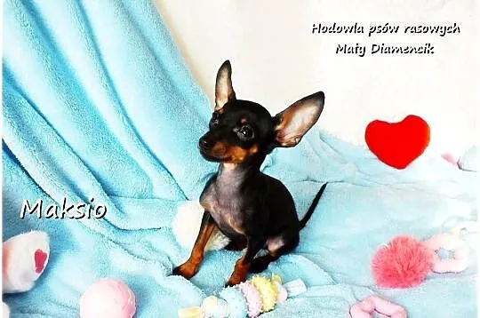 Pinczer miniaturowy (Ratlerek) mały piesek Maksio z Rodowodem i wyprawką, Lubuskie, Żary