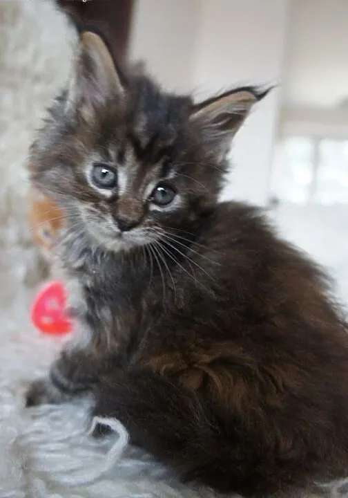 MAINE COON - piękne, Koty maine coon cała Polska