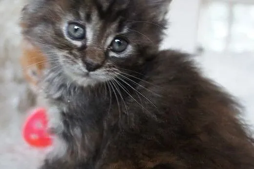 MAINE COON - piękne,  Koty maine coon cała Polska
