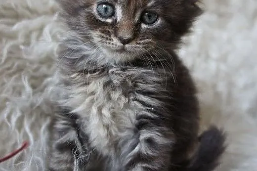 MAINE COON - piękne,  Koty maine coon cała Polska