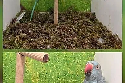 Para lęgowa aleksandrett, Wielkopolskie, Koninko
