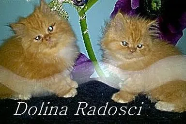 Kot Perski PERSY,  łódzkie Radomsko