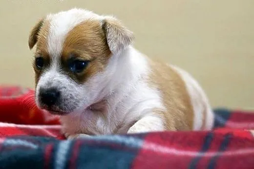 8tyg sunia do adopcji,  Kundelki cała Polska