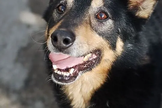 Gonzales kocha świat i ludzi daj mu domek którego szuka