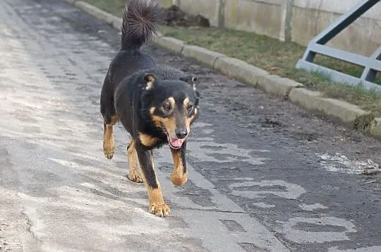 Gonzales kocha świat i ludzi daj mu domek którego szuka, Mazowieckie, Warszawa