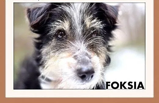 FOKSIA-mała,delikatna,łagodna suczka terier mix.AD