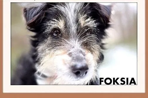 FOKSIA-mała,delikatna,łagodna suczka terier mix.AD