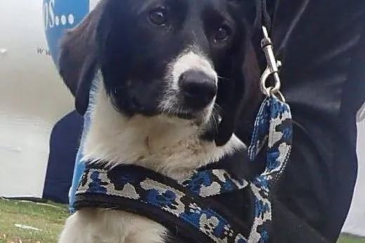 Adoptuj młodego psiaka ! ,  łódzkie Skierniewice