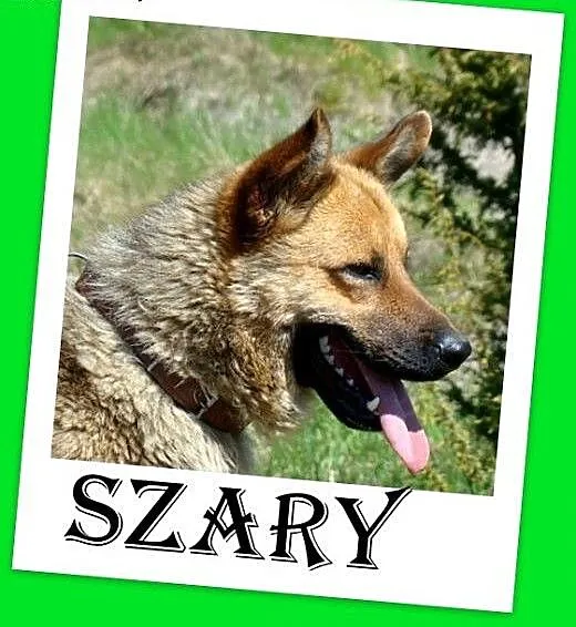 Owczarek mix,duży,przyjazny,oddany,czujny pies.ADO