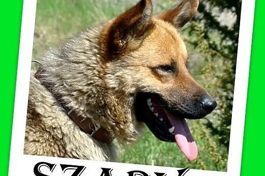 Owczarek mix,duży,przyjazny,oddany,czujny pies.ADO
