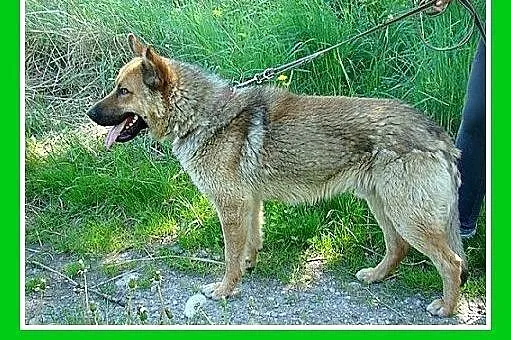 Owczarek mix,duży,przyjazny,oddany,czujny pies.ADO