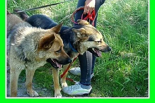 Owczarek mix,duży,przyjazny,oddany,czujny pies.ADO