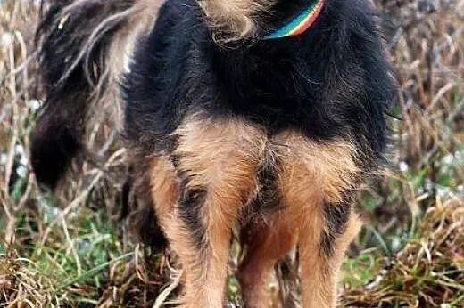 KORAL młody, skory do zabaw, pogodny lecz zaniedba