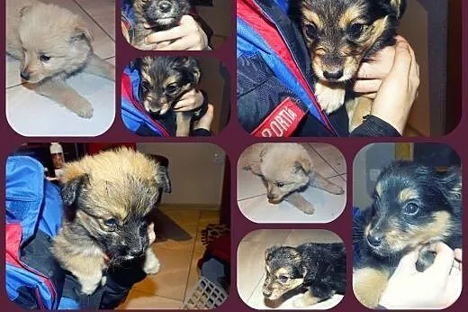 Piątka cudnych maluszków do adopcji :),  łódzkie Łódź