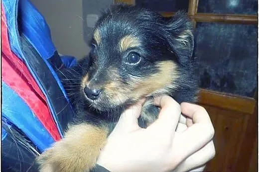 Piątka cudnych maluszków do adopcji :),  łódzkie Ł