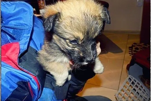 Piątka cudnych maluszków do adopcji :),  łódzkie Ł