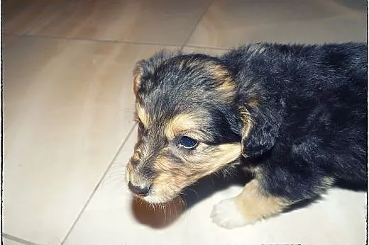 Piątka cudnych maluszków do adopcji :),  łódzkie Ł