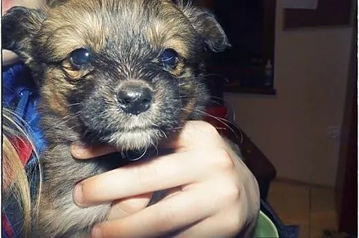 Piątka cudnych maluszków do adopcji :),  łódzkie Ł