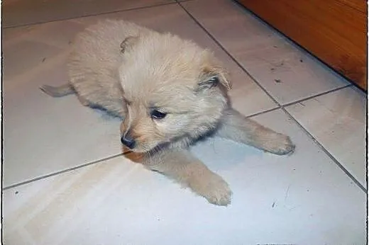Piątka cudnych maluszków do adopcji :),  łódzkie Ł