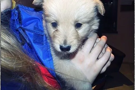 Piątka cudnych maluszków do adopcji :),  łódzkie Ł